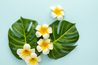Summer background with tropical frangipani flowers and green tropical palm leaves on light background. Flat lay, top view.