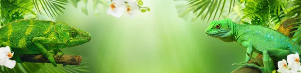 Зеленые Ящерицы Сидят Ветвях Деревьев Окружении Тропических Цветов Листьев Баннер — стоковое фото