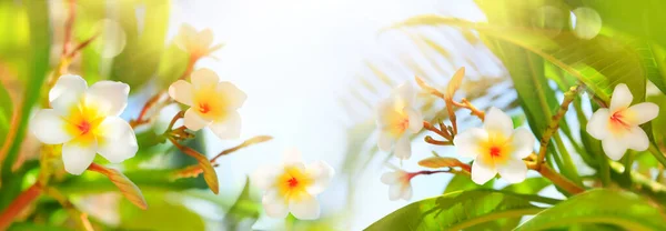 Piękne Białe Kwiaty Frangipani Ogrodzie Letnim Kwitnące Drzewo Plumeria Słoneczny — Zdjęcie stockowe