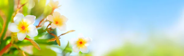 夏の庭で美しい白いフランジパニの花 晴れた日にはプルメリアの木に迫ります 焦点を合わせて バナー — ストック写真