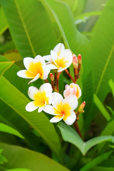 Όμορφα Λευκά Λουλούδια Frangipani Στον Καλοκαιρινό Κήπο Ανθισμένο Δέντρο Plumeria — Φωτογραφία Αρχείου