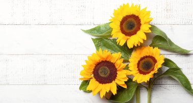 Güzel sarı ayçiçeği yaprakları üzerinde beyaz tahta arka plan ile. Kopya alanı ile üstten görünüm.