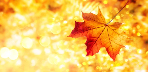 Jesienne Tło Jesiennym Czerwonym Liściem Klonu Piękna Koncepcja Przyrody Jesienią — Zdjęcie stockowe