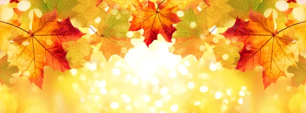 Jesienne Tło Jesiennymi Kolorowymi Liśćmi Klonu Piękna Koncepcja Przyrody Jesienią — Zdjęcie stockowe