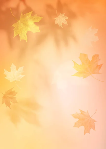 Jesienny Tło Cień Klon Drzewo Zostaję Ściana Streszczenie Scena Jesienna — Zdjęcie stockowe