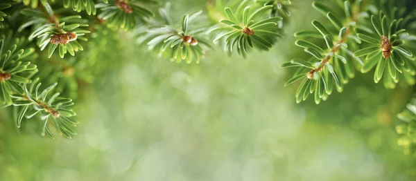 Πανέμορφα Κλαδιά Πράσινου Δέντρου Κλείνουν Χριστούγεννα Και Χειμώνας Έννοια Απαλή — Φωτογραφία Αρχείου