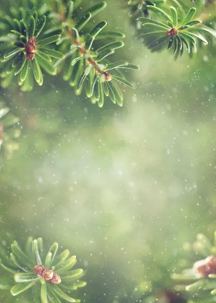 Piękne Zielone Gałązki Jodły Koncepcja Świąteczno Zimowa Delikatna Ostrość Rozmazane Obrazek Stockowy