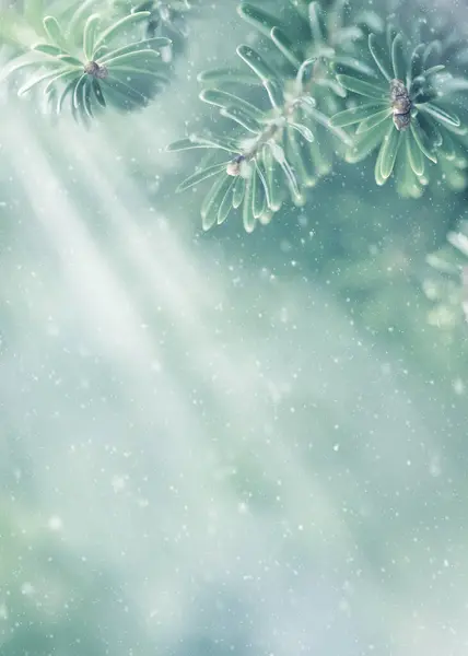 クリスマスと冬のコンセプト 美しい緑の木の枝 雪と日光 ソフトフォーカス ぼやけた背景 マクロ ストック写真