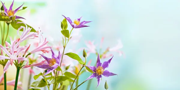Schöne Hellviolette Clematis Und Rosa Nerine Blühen Floralen Garten Nahaufnahme lizenzfreie Stockfotos