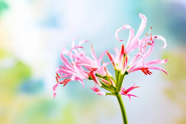 Beautiful Light Pink Nerine Undulata Flowers Floral Garden Closeup Stock Image