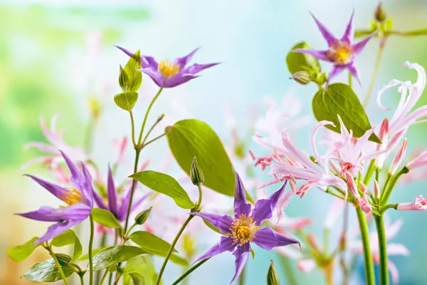 花園で美しい光の紫色のクレマティスとピンクの神経花 クローズアップ ストックフォト