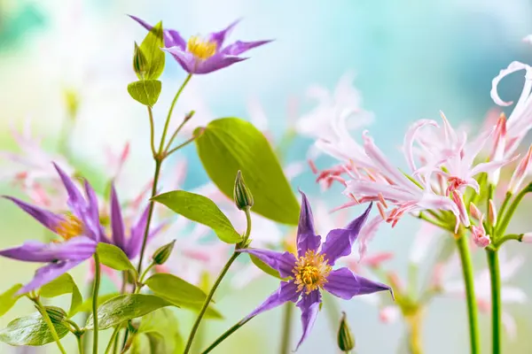 花園で美しい光の紫色のクレマティスとピンクの神経花 クローズアップ ロイヤリティフリーのストック画像