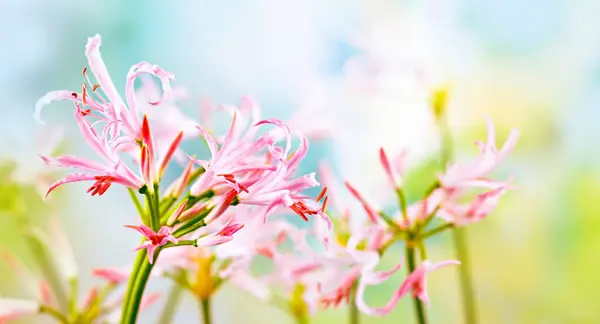 Schöne Hellrosa Nerine Undulata Blüten Floralen Garten Nahaufnahme lizenzfreie Stockfotos
