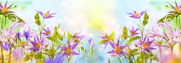 Красиві Світло Фіолетові Клематиси Рожеві Нервові Квіти Квітковому Саду Крупним Стокова Картинка