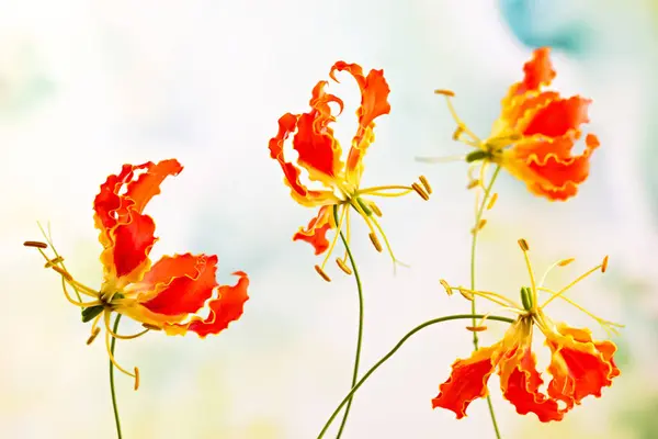 정원에서 빨간색 노란색 Gloriosa 꽃입니다 클로즈업 스톡 사진