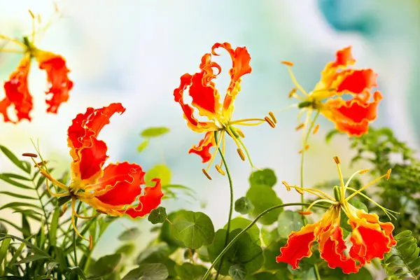Gyönyörű Piros Sárga Gloriosa Virágok Virágos Kertben Közelkép Stock Kép