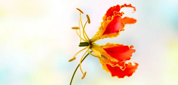 花園で美しい赤い黄色のグロリアーサの花 クローズアップ ロイヤリティフリーのストック写真