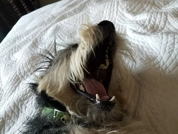 Schwarz Weißer Terrier Hund Oder Welpe Gähnt Bett — Stockfoto