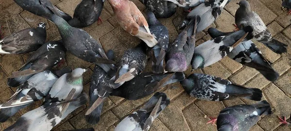 Colorful Flock Pigeons Doves Ground Park — Stockfoto
