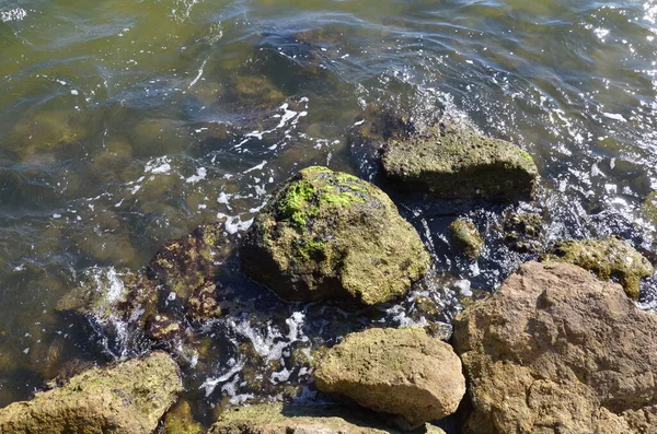 Мокрые Зеленые Водоросли Скалах Камнях Берегу Водой — стоковое фото