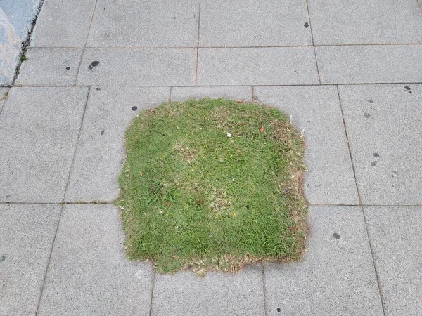 Небольшой Квадрат Зеленой Травы Лаврового Каменного Пола — стоковое фото