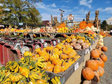 Renkli balkabakları, sonbahar ve şenlik temaları için ideal, kırsal pazar ortamında düzenlenmiş. Hasat mevsiminin özünü yakalar ve doğal cazibeyle sonbahar kutlamalarını yapar..