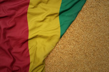 Gine 'nin renkli bayrağında buğday taneleri. Makro atış..