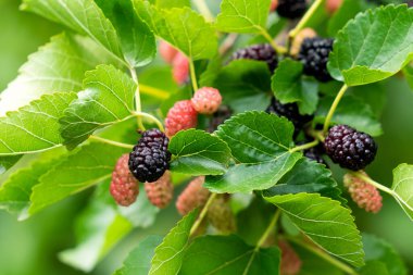 Ağacın dalında siyah ve kırmızı dutlar. Dut ağacı. Yüksek kalite fotoğraf