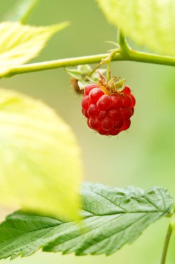 Bahçede güzel kırmızı ahududular ve yeşil yapraklar, yakın çekim. Olgun ahududu böğürtleni, yakın çekim makrosu. Yüksek kalite fotoğraf