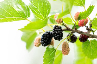 Ağacın dalında siyah ve kırmızı dutlar. Dut ağacı. Yüksek kalite fotoğraf