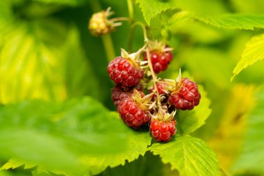 Bahçede güzel kırmızı ahududular ve yeşil yapraklar, yakın çekim. Olgun ahududu böğürtleni, yakın çekim makrosu. Yüksek kalite fotoğraf