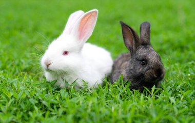 Yeşil çimlerde otlayan sevimli, sevimli, tüylü tavşanlar. Parlak, güneşli bir günde yeşil bir bahçede çayırda yürüyen küçük sevimli tavşan. Paskalya doğası Yüksek kaliteli fotoğraf