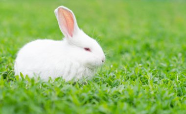 Beyaz tavşan, kırmızı gözlü albino, çimenlerde oturur. Yüksek kalite fotoğraf