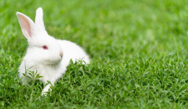 Beyaz tavşan, kırmızı gözlü albino, çimenlerde oturur. Yüksek kalite fotoğraf