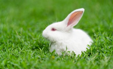 Beyaz tavşan, kırmızı gözlü albino, çimenlerde oturur. Yüksek kalite fotoğraf