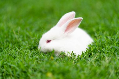Beyaz tavşan, kırmızı gözlü albino, çimenlerde oturur. Yüksek kalite fotoğraf
