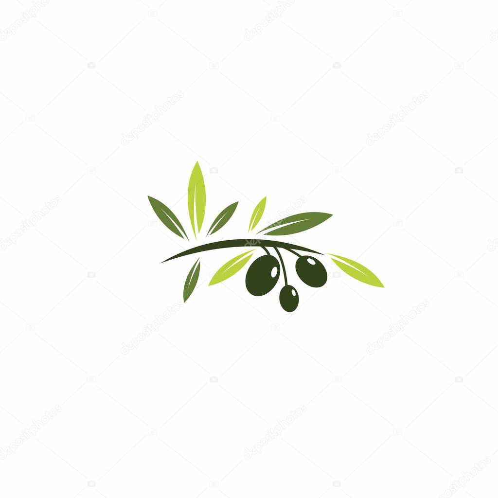 Olive oil logo vector. olive oil illustration