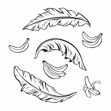 Muz vektörü ve muz yaprağı Siyah ve beyaz Simge Ayarları