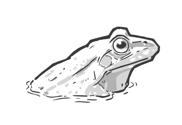 Векторная Иллюстрация Плавающей Лягушки Воде Черно Белом Цвете Лицензионные Стоковые Иллюстрации