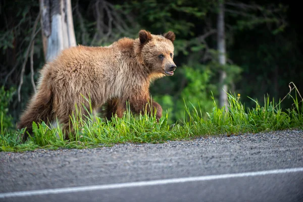 Cute Grizzly Filhote Pela Estrada Olhando Para Câmera — Fotografia de Stock
