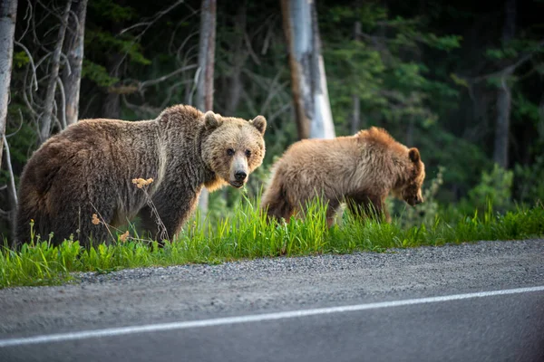 母熊和它的幼熊在加拿大艾伯塔省路边吃蒲公英 — 图库照片