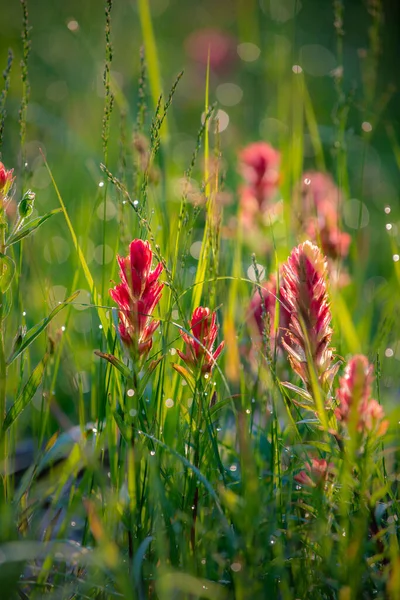 Castilleja Çiçekleri Boya Fırçası Çayır Yangını Olarak Bilinir — Stok fotoğraf