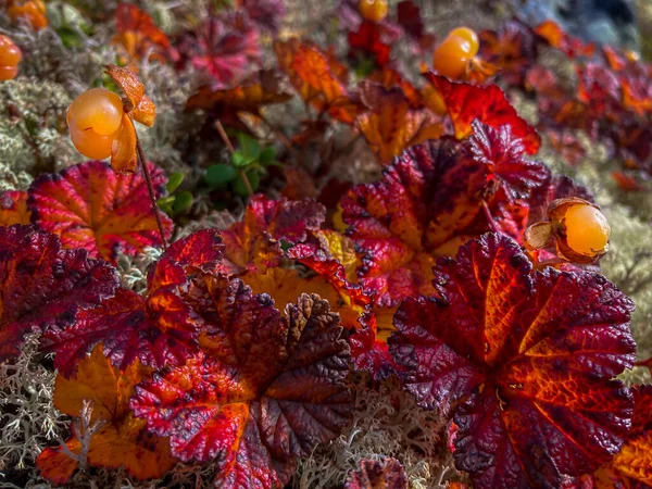 Borówka Czarna Zbliżenie Rubus Chamaemorus Słodka Jagoda Pochodzi Północnej Półkuli — Zdjęcie stockowe