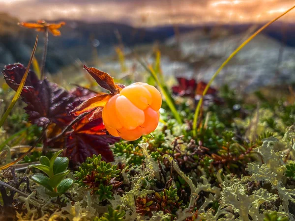 Cloudberry Yakın Plan Rubus Chamaemorus Tatlı Böğürtlen Kuzey Yarımküreye Özgüdür — Stok fotoğraf