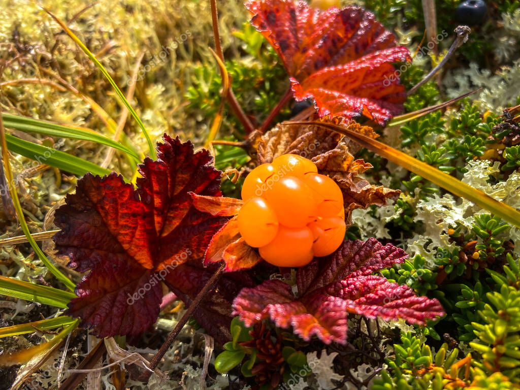 Cloudberry primer plano Rubus Chamaemorus baya dulce nativa del