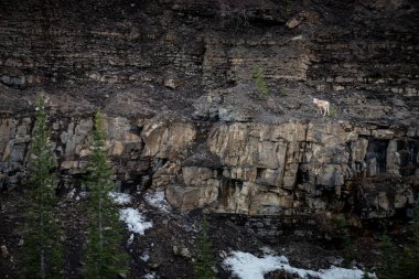 Big Horn Koyun, Ram Şelalesi yakınlarındaki dik kayalıklara tırmanır.