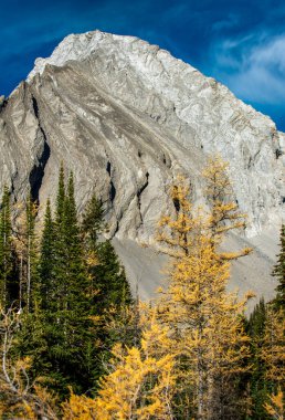 Kananaskis, Alberta, Kanada 'da Chester Dağı' nın arka planına kurulmuş güzel sarı bir karaçam ağacı.