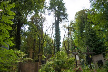 Ağaçlarla kaplı eski bir mezarlık.