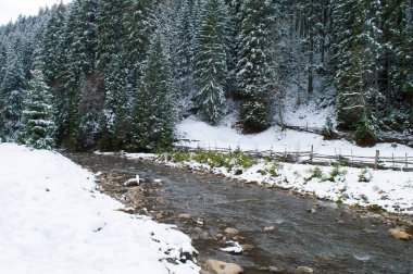 Orman gökyüzüne karşı manzaralar