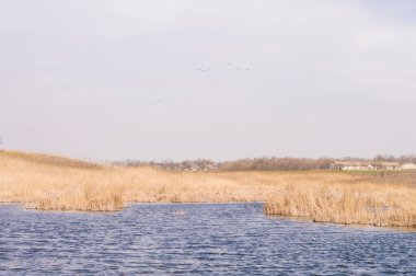Sarı sazlıkların arka planındaki gölet